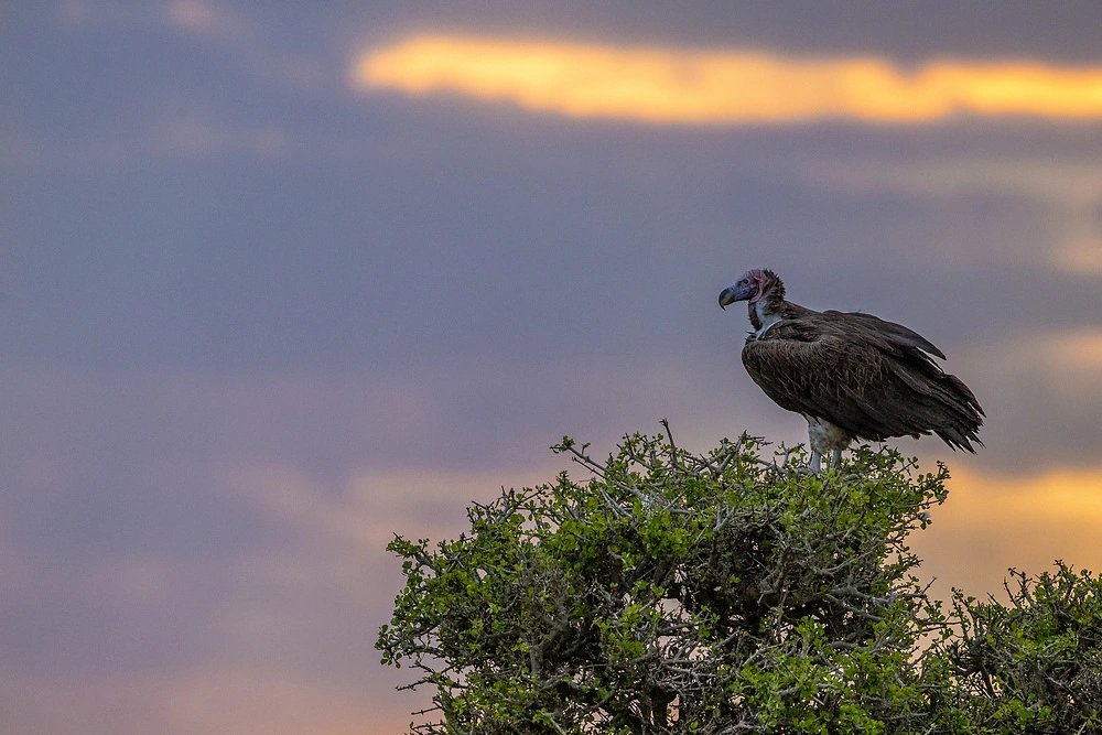 Lappet-Faced Vulture in a Tree in the Masai Mara
