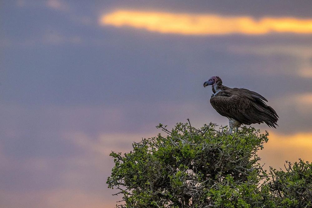 charl stols lappet faced vulture in a tree in the masai mara Lappet-Faced Vulture in a Tree in the Masai Mara