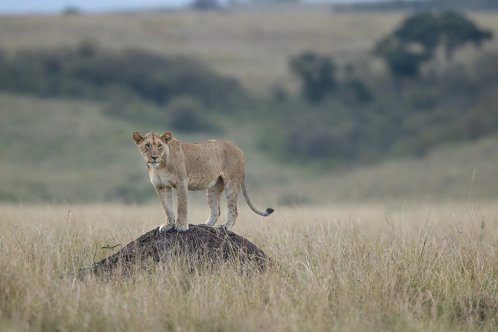 charl stols lion in the serengeti national park