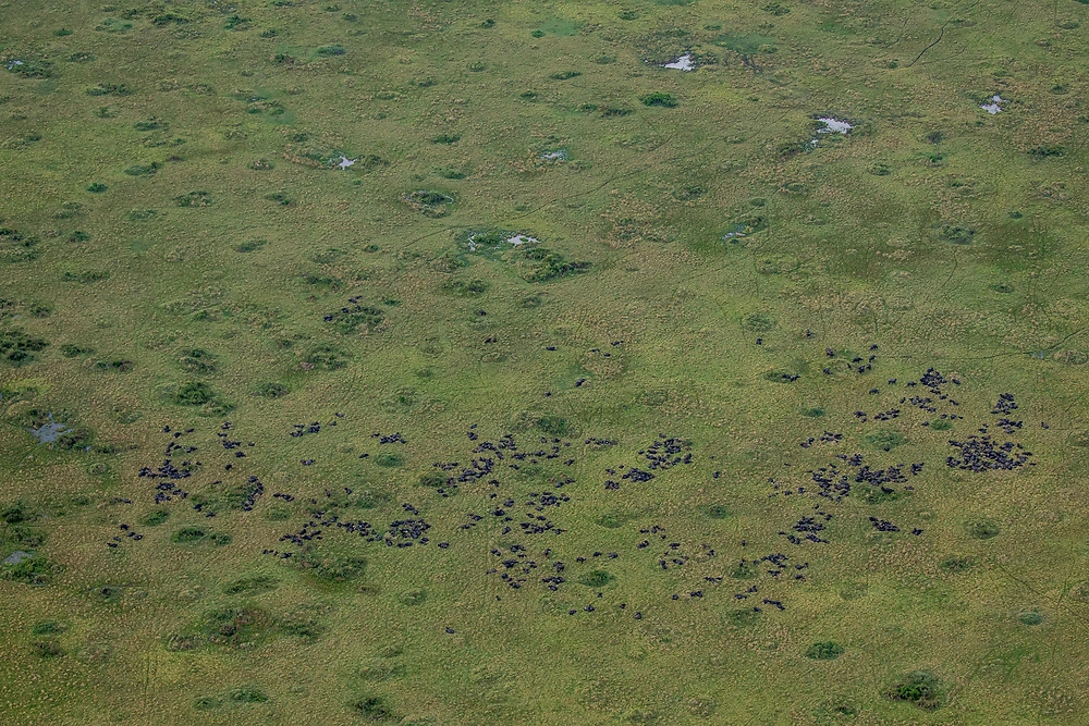 Wildebeest Migration by Hot Air Balloon on a Masai Mara Safari