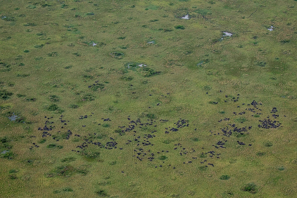 charl stols wildebeest migration by hot air balloon on a masai mara safari Wildebeest Migration by Hot Air Balloon on a Masai Mara Safari