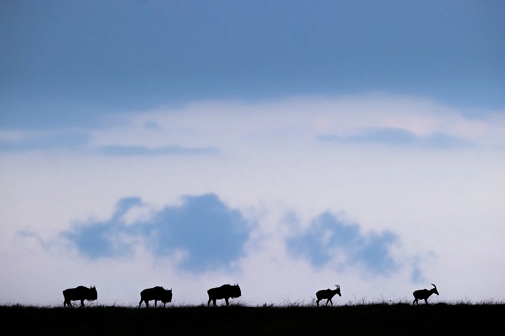 Wildebeest Trekking Across the Masai Mara - Join us for a Masai Mara Safari