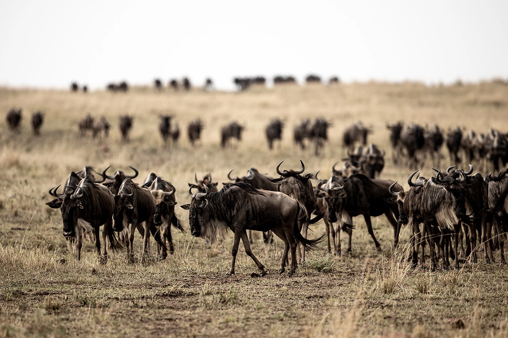 Wildebeest on our Masai Mara Safari.