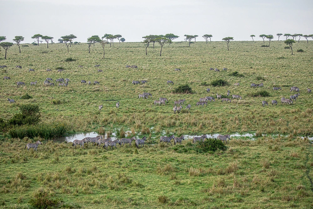charl stols wildlife viewing from a masai mara hot air balloon safari