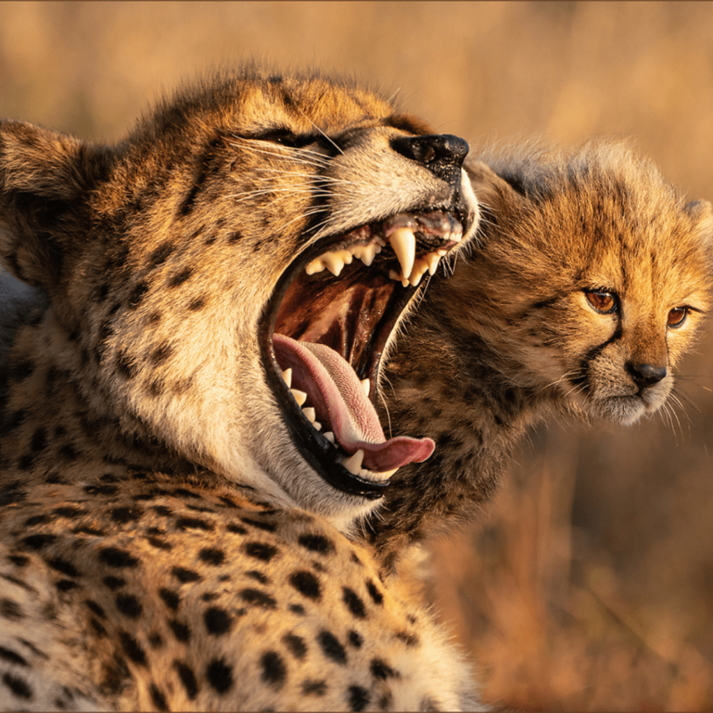 cheetah 1 cheetah 1