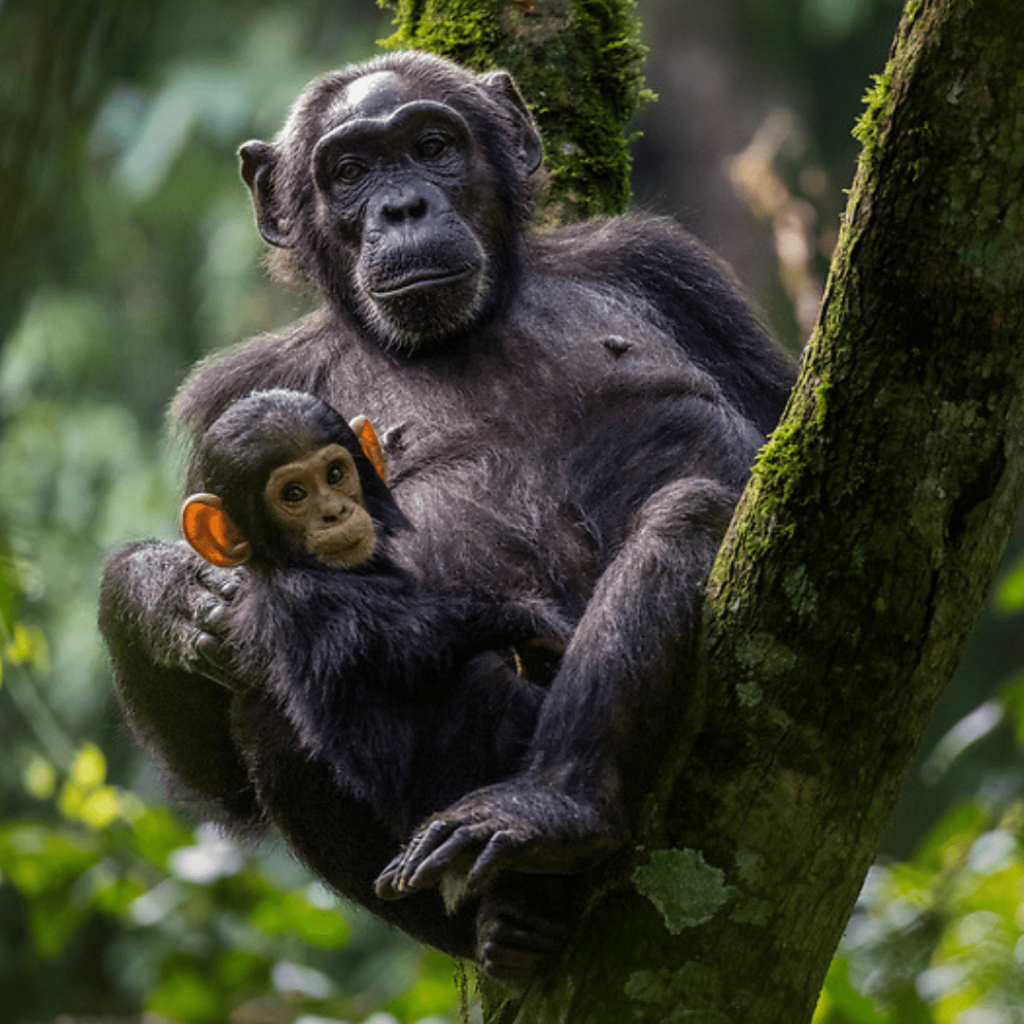 chimpanzee chimpanzee