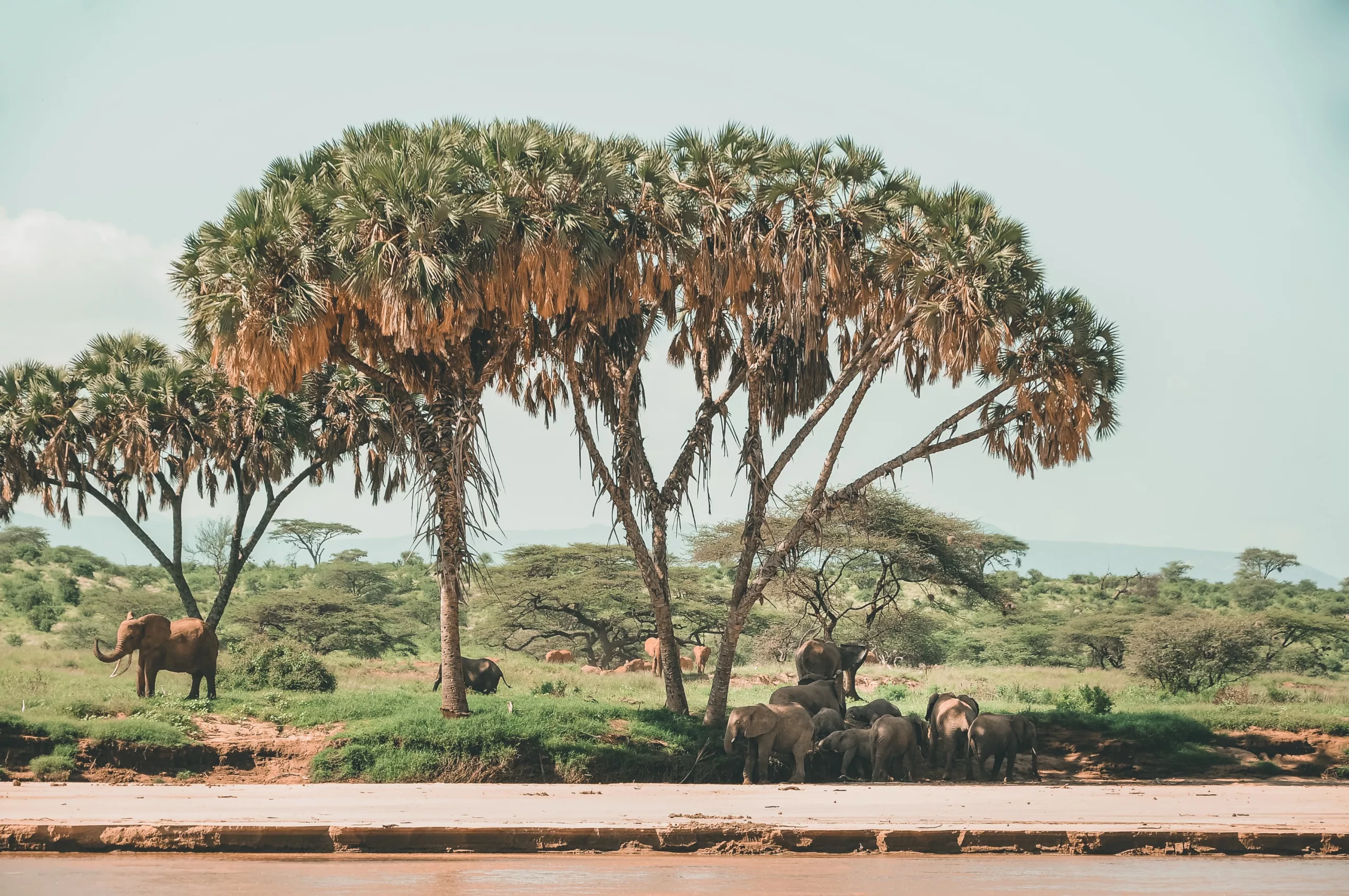 elephants at the ewaso ng’iro river harshil gudka Elephants at the ewaso ng'iro river