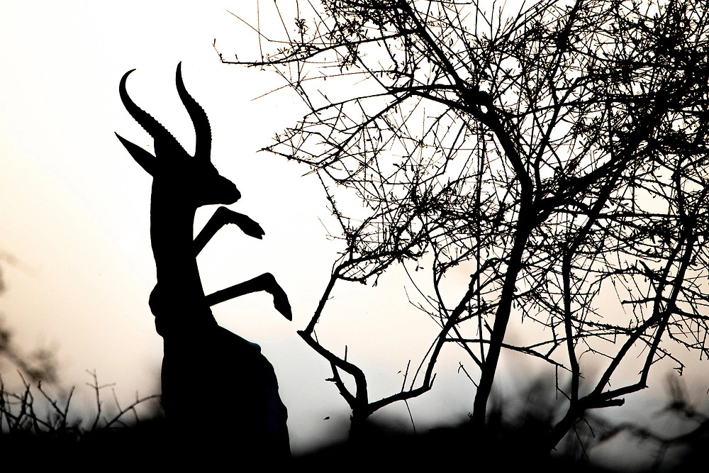 gerenuk samburu national reserve janine krayer The gerenuk is part of the Samburu Special Five