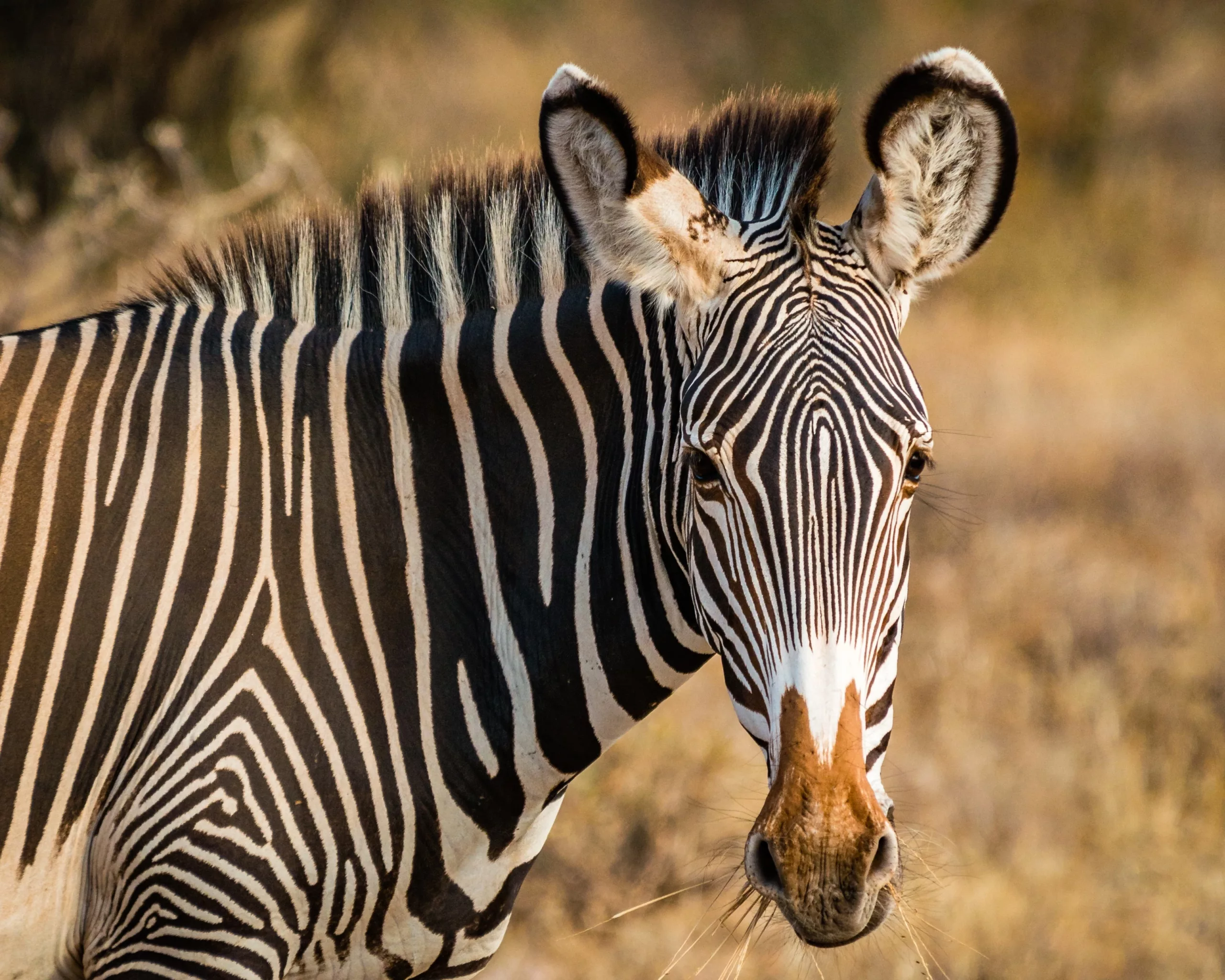 Grevy's Zebra Samburu National Park Kenya