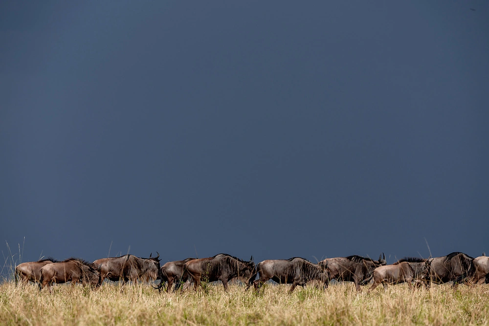 A Herd of Wildebeest on Our Mara Safari in the Masai Mara