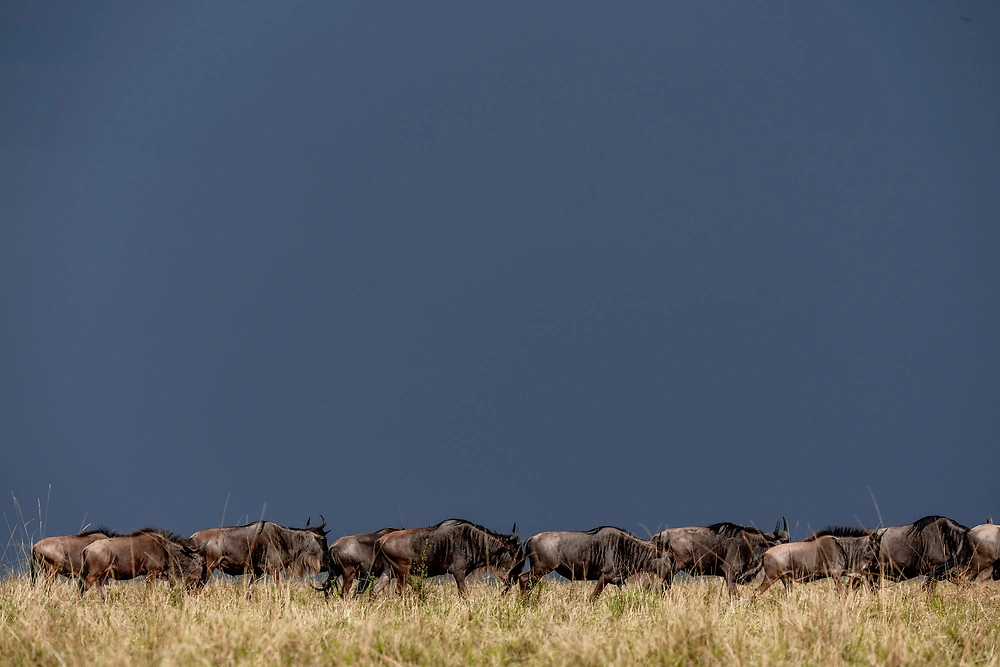 janine krayer a herd of wildebeest on our mara safari in the masai mara A Herd of Wildebeest on Our Mara Safari in the Masai Mara