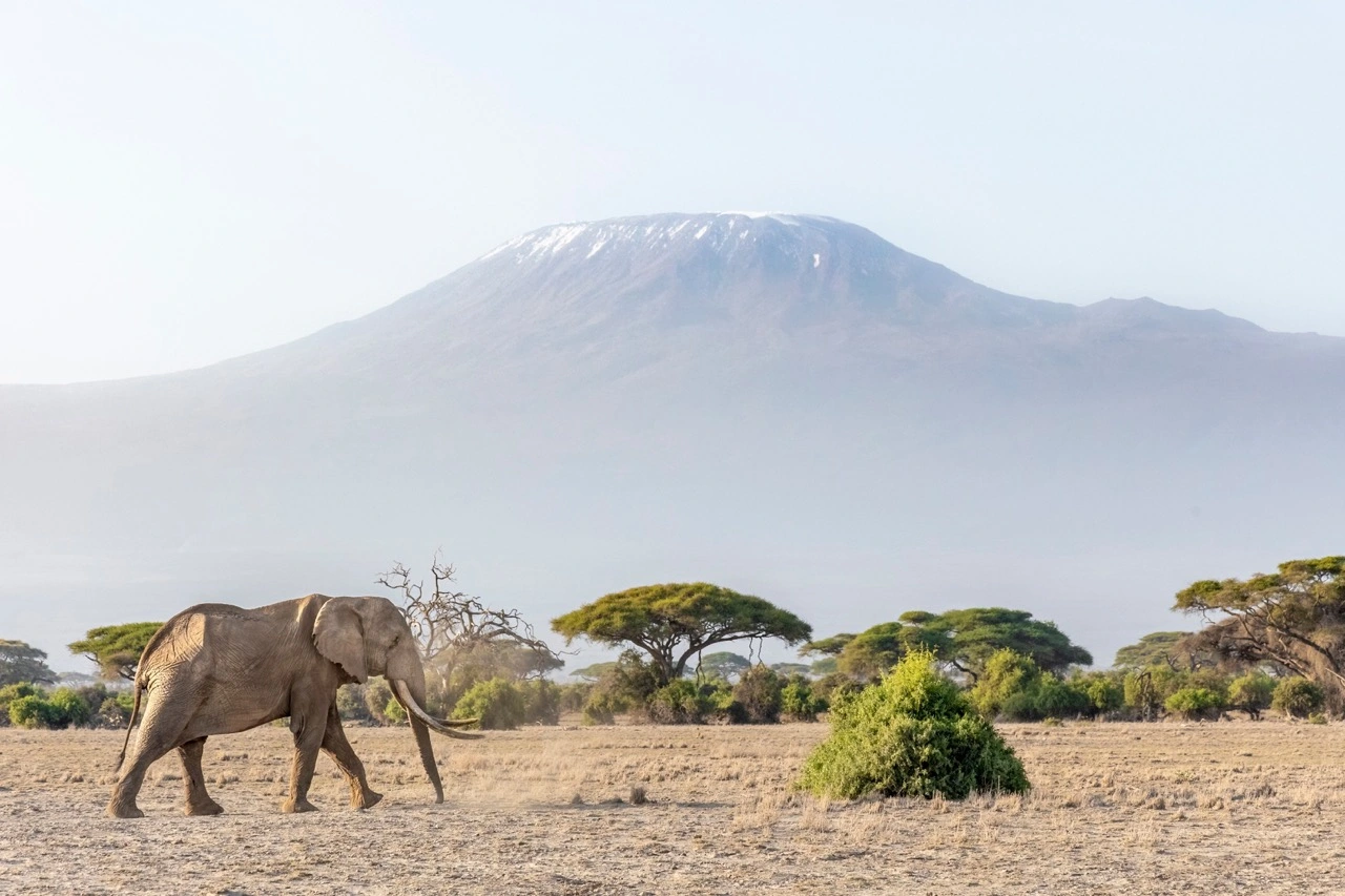 Africa's highest peak - elephants in Kenya - Amboseli National Park - Mount Kilimanjaro