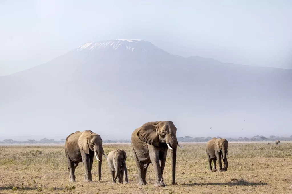 Amboseli National Park - Amboseli Park - Elephants Grazing