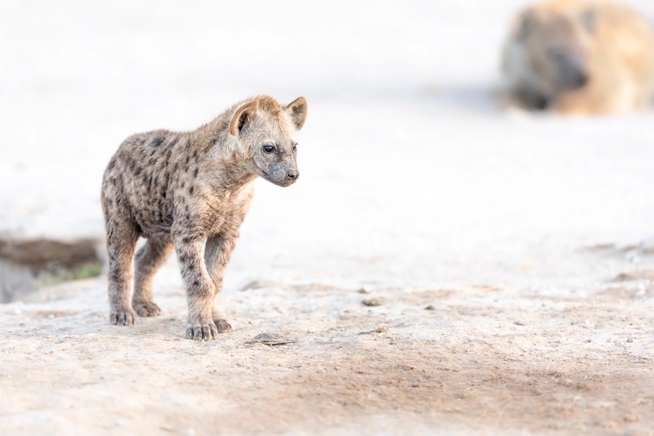 Amboseli National Park - Different animal species such as the spotted hyena