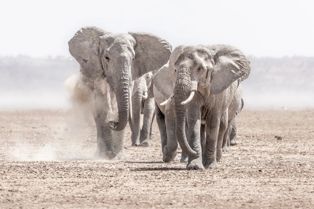 Amboseli National Park - Elephants are major attractions in this southern reserve