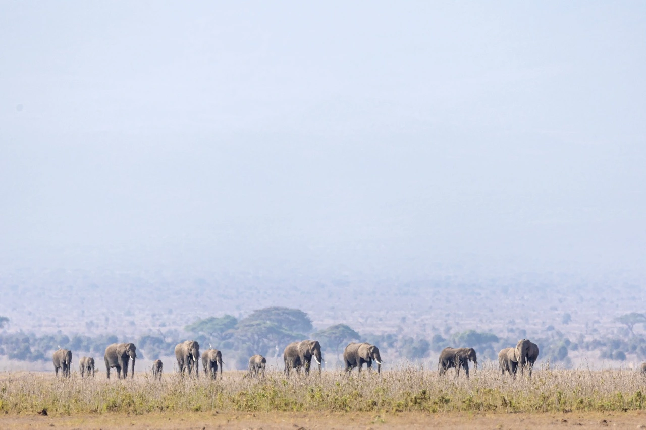 Amboseli National Park Game Reserve and National Parks