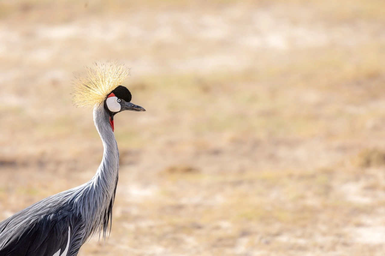 Amboseli National Park - Popular National Park in Kenya