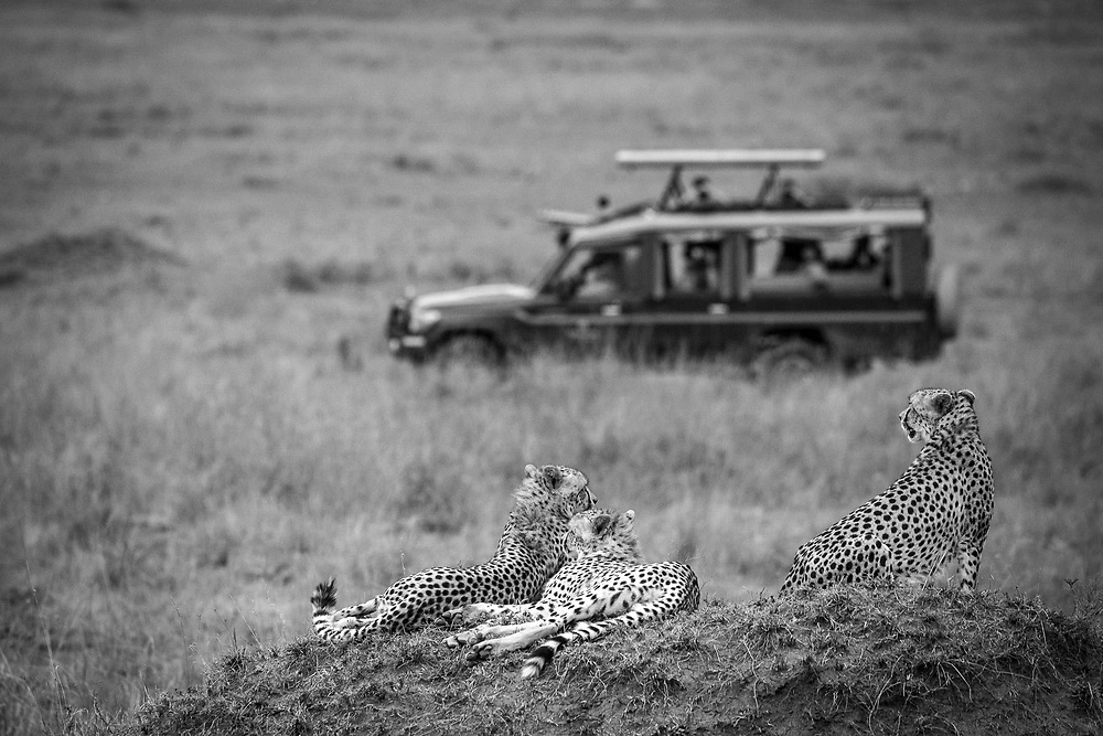 Cheetah Coalition Spotted on Our Masai Mara Safari