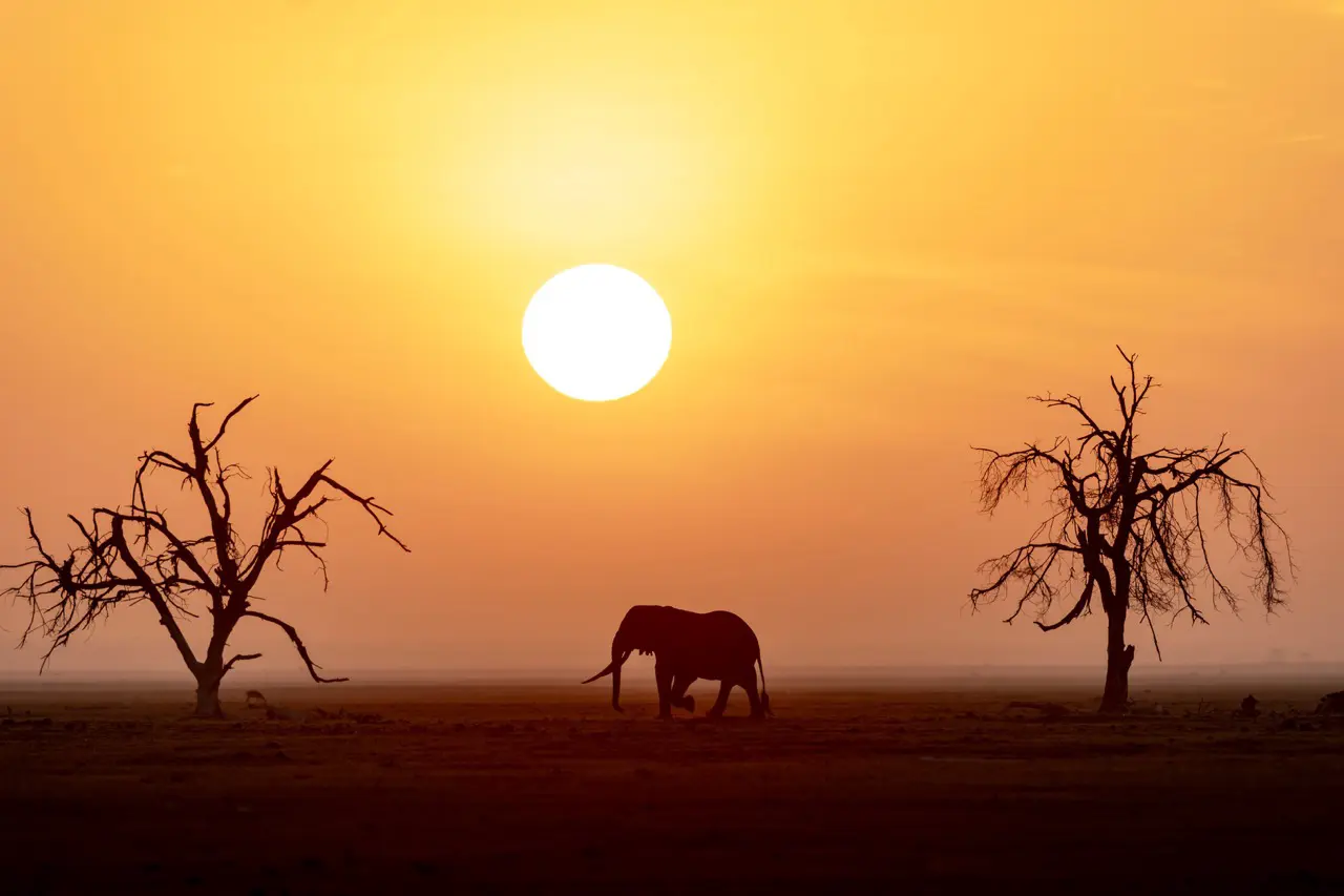 Elephants crossing between amboseli national park and tsavo west national park in the evenings