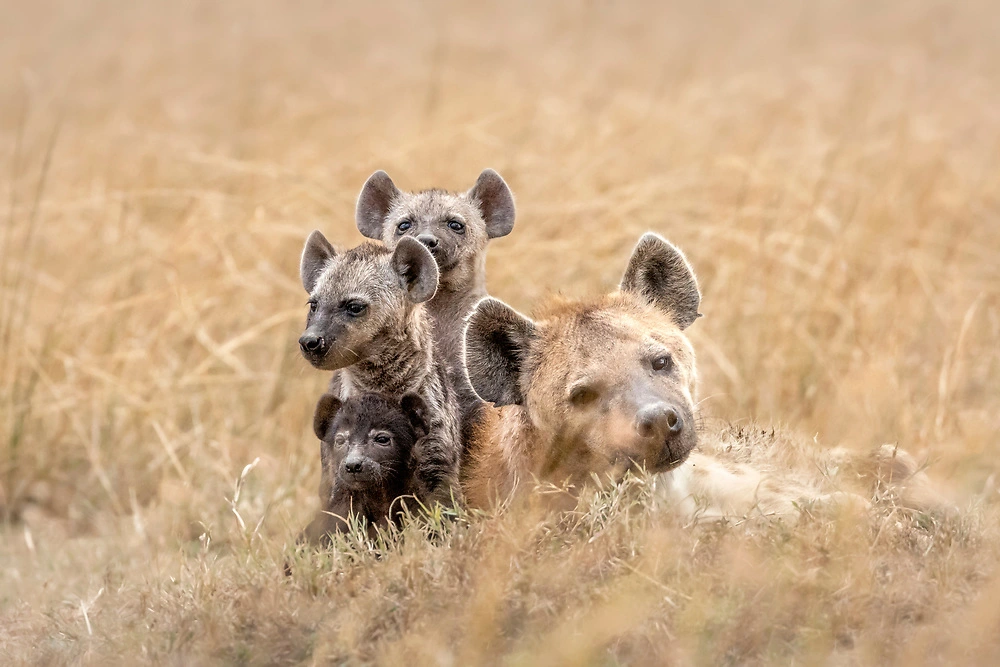 Hyena and Pups in the Masai Mara - Just some of the abundant wildlife seen during a Kenya Safari