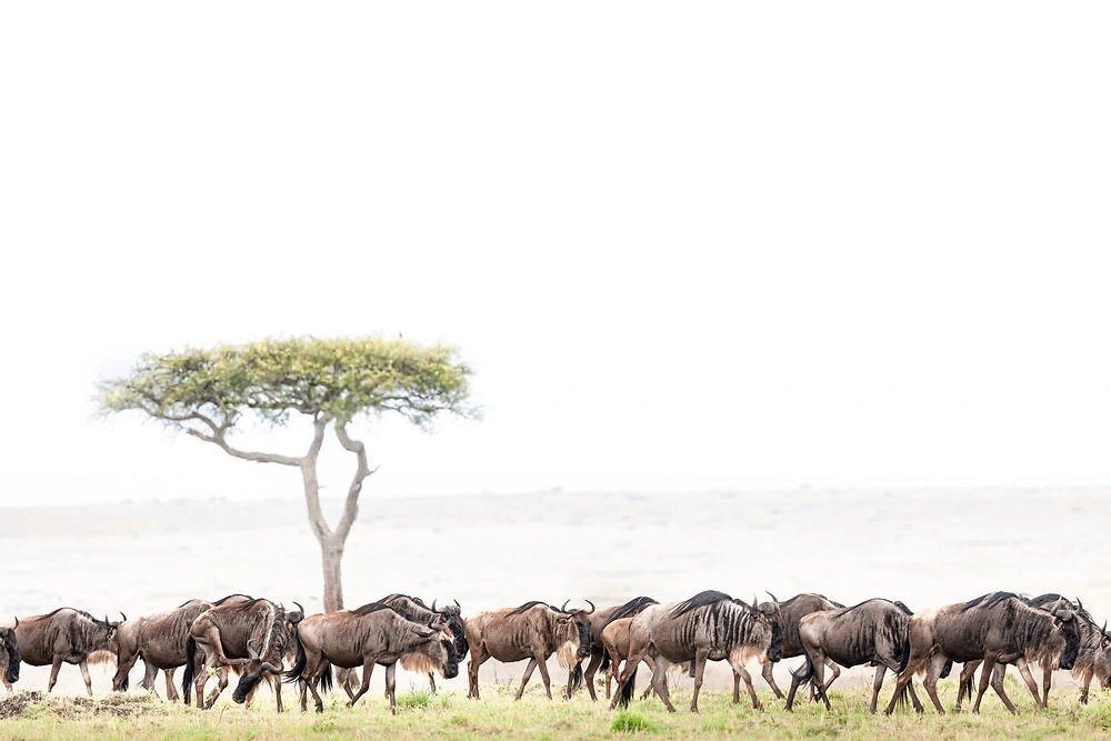 Multitude of Wildebeest on Our Masai Mara Safari - Join us in the Masai Mara! 