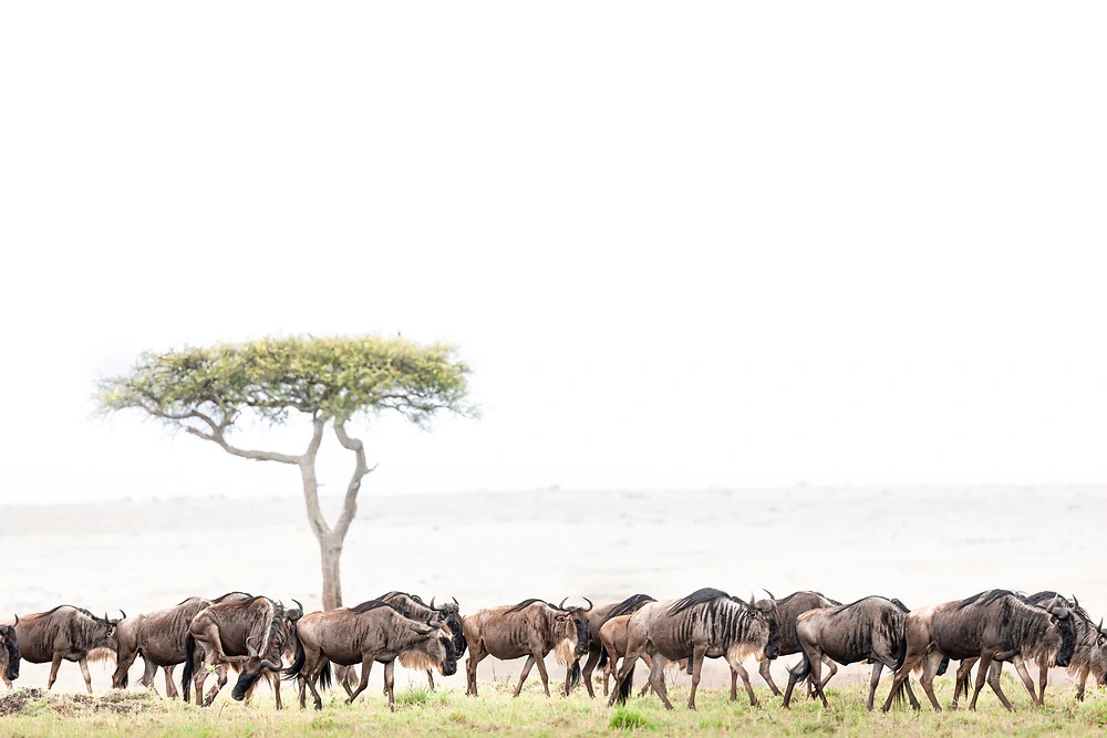 janine krayer multitude of wildebeest on our masai mara safari join us in the masai mara Multitude of Wildebeest on Our Masai Mara Safari - Join us in the Masai Mara!