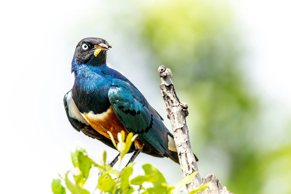  The Superb Starling in the Masai Mara