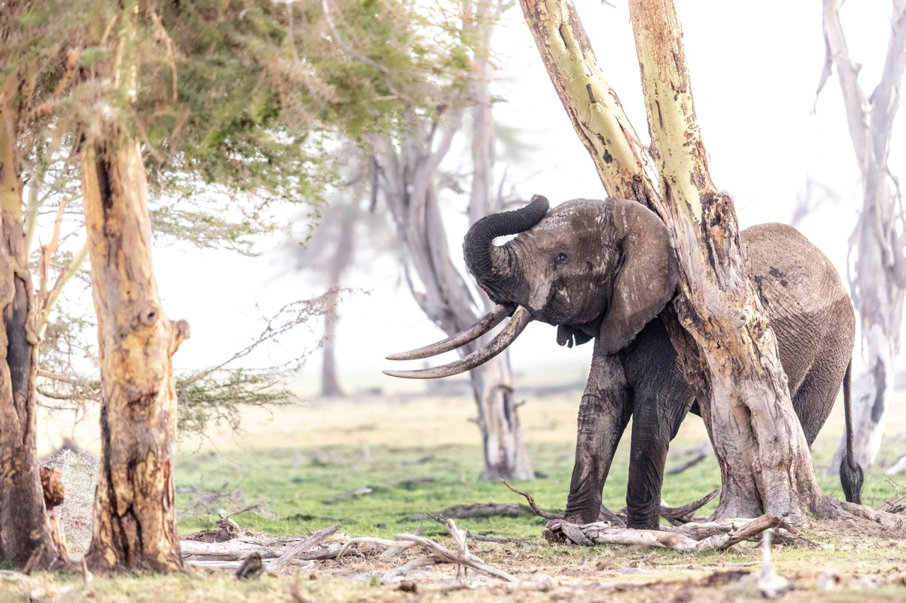 Large herds of elephant - Amboseli National Park