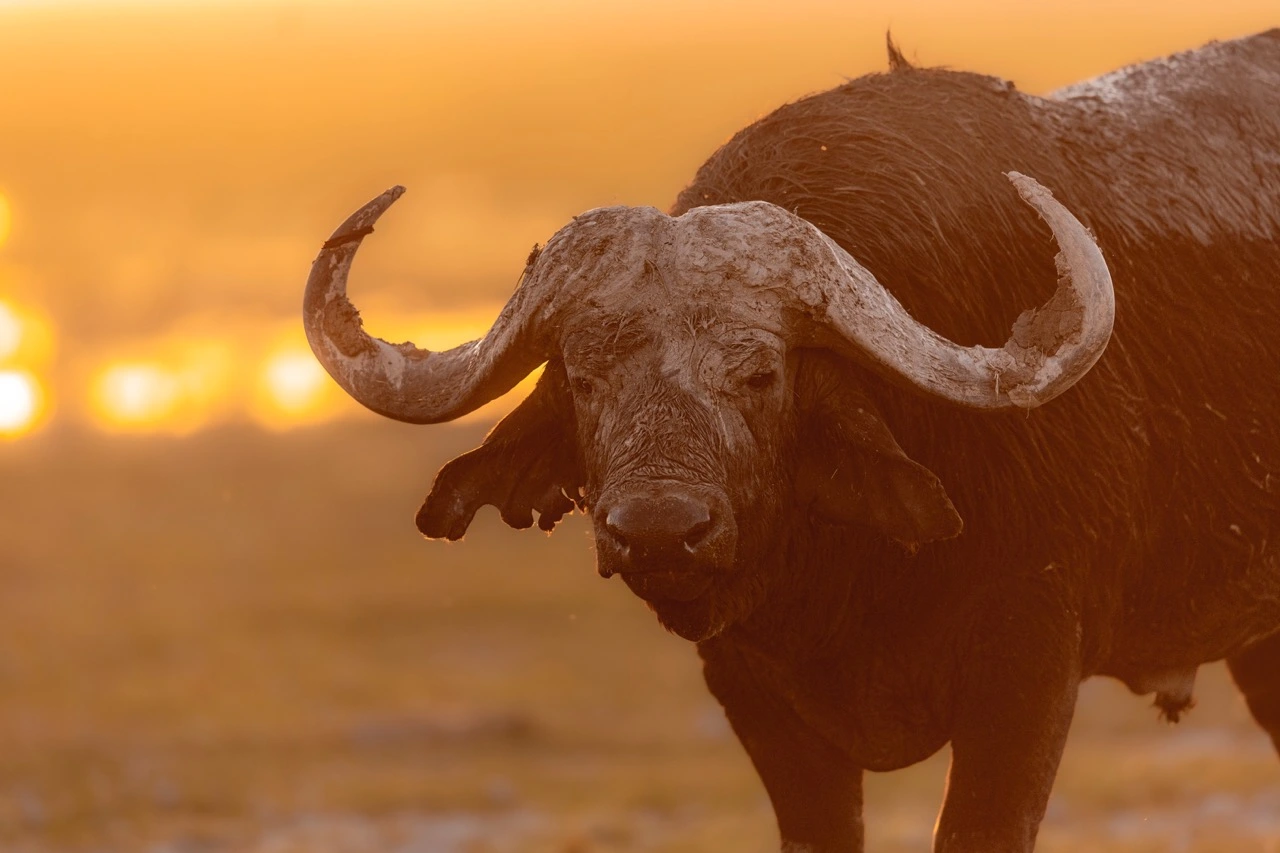 make your way to observation hill where you can spot many wildlife species such as the cape buffalo