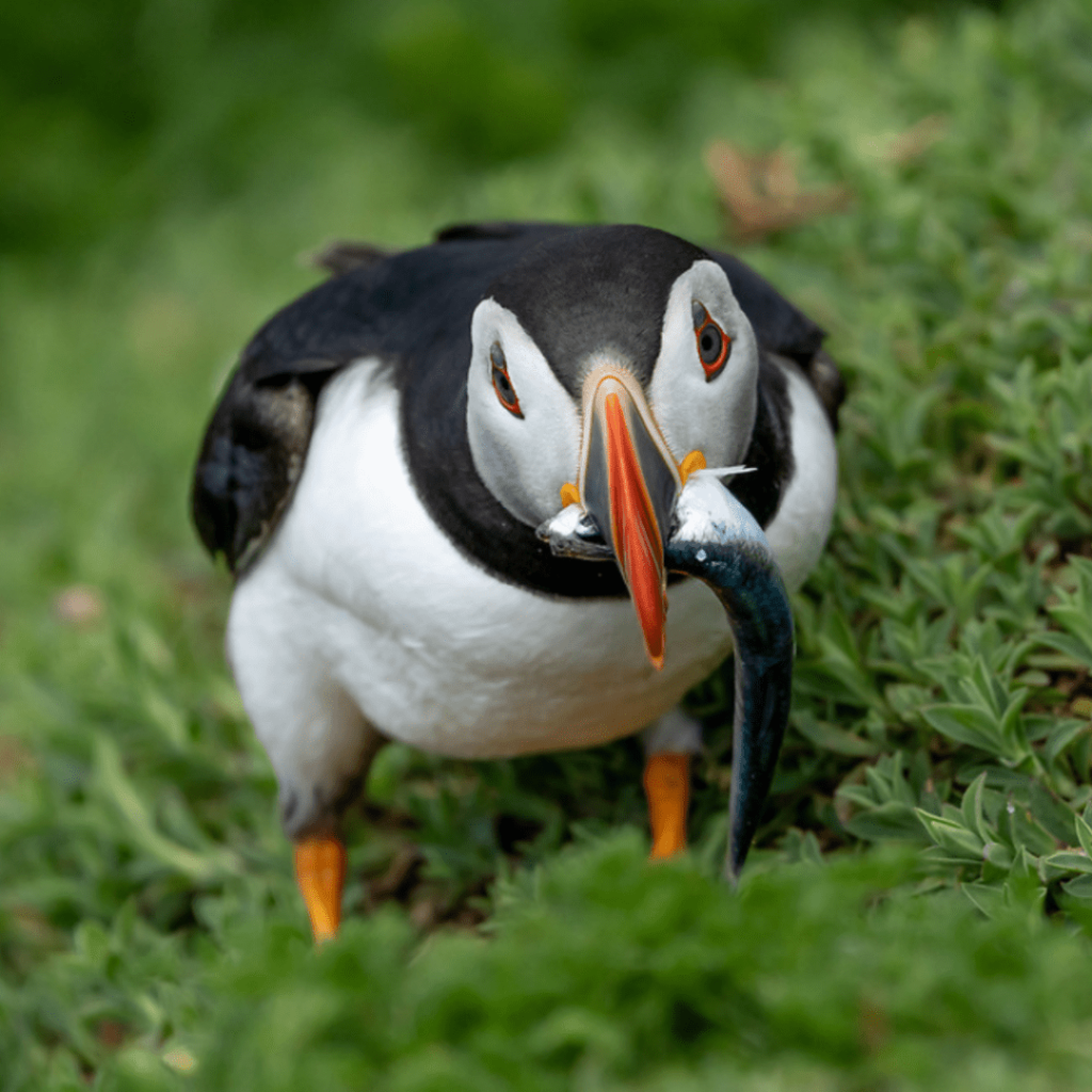 puffin puffin