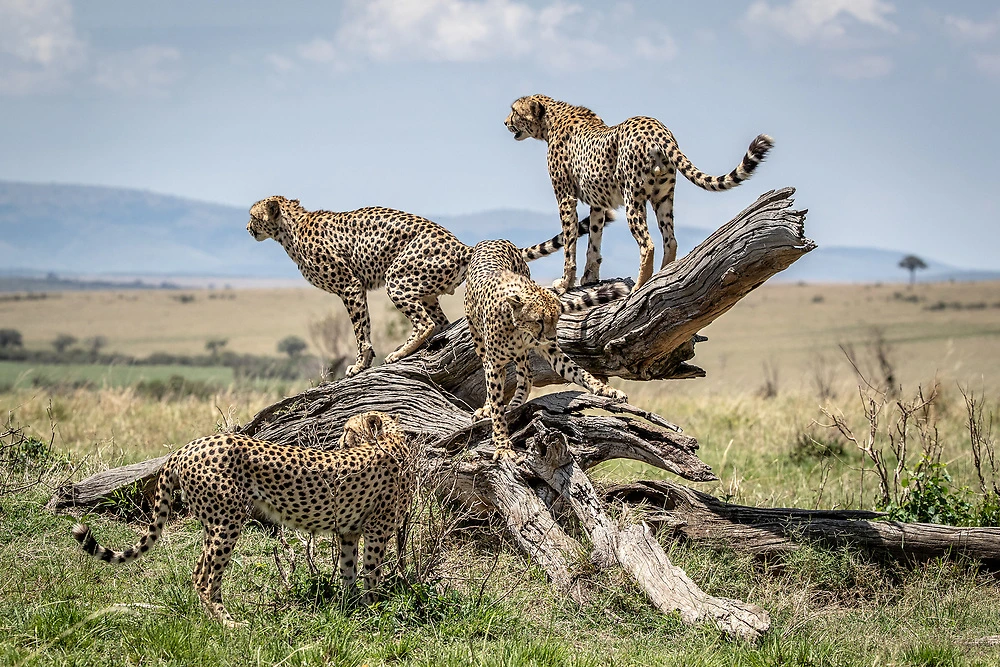 Cheetah Coalition in the Mara Triangle (Masai Mara) 