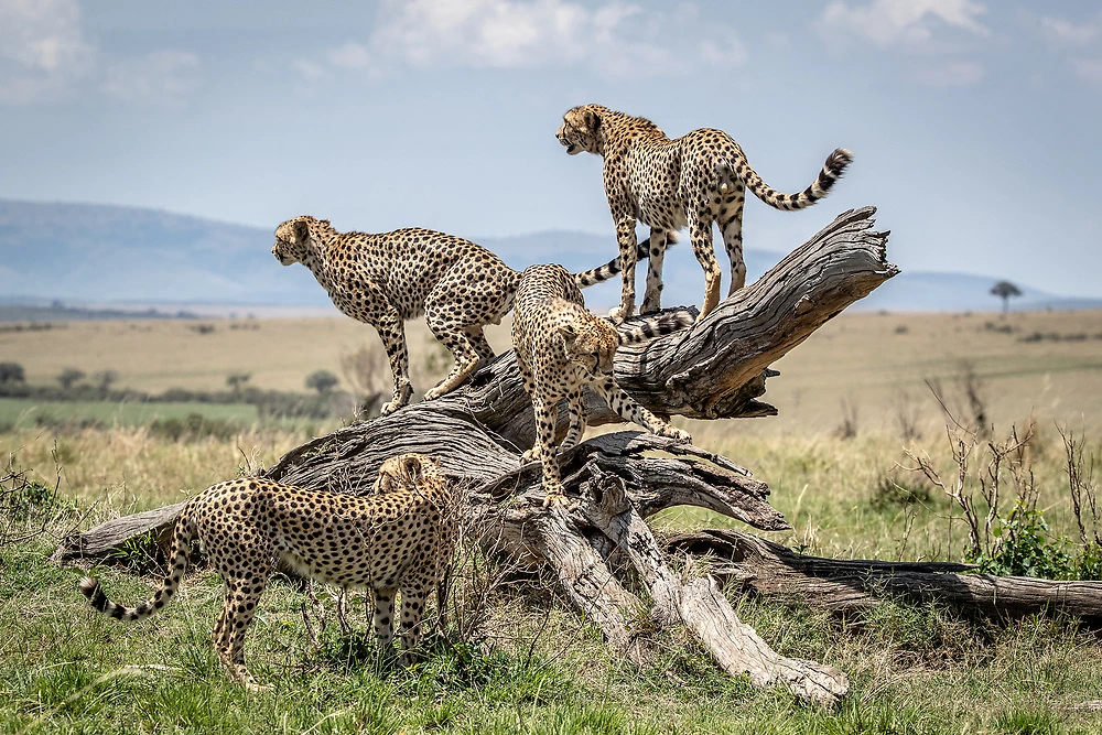 sabine stols cheetah coalition in the mara triangle (masai mara) Cheetah Coalition in the Mara Triangle (Masai Mara)