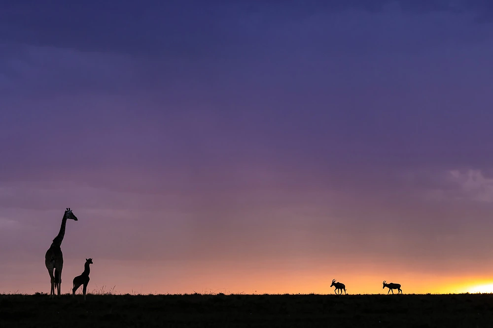 Giraffe and Topi Silhouette in the Masai Mara