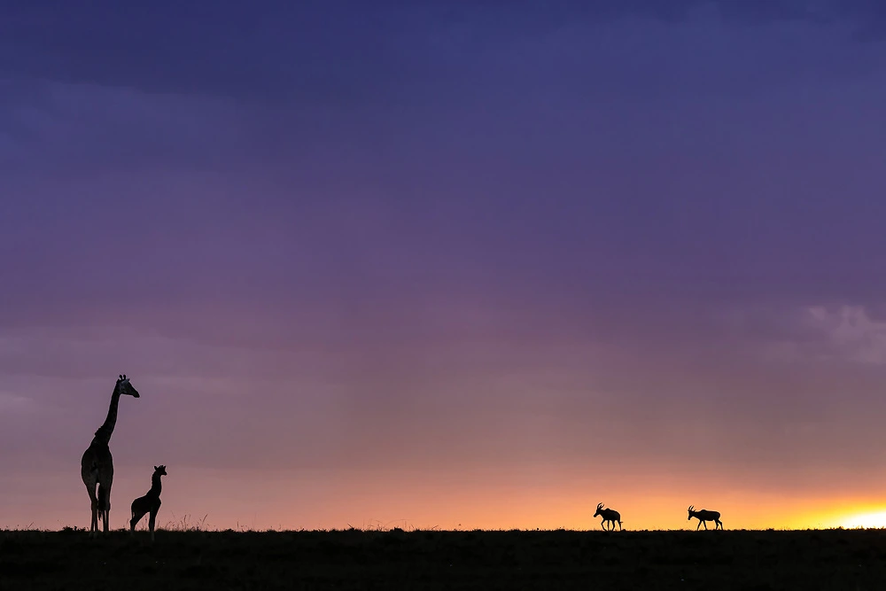sabine stols giraffe and topi silhouette in the masai mara Giraffe and Topi Silhouette in the Masai Mara
