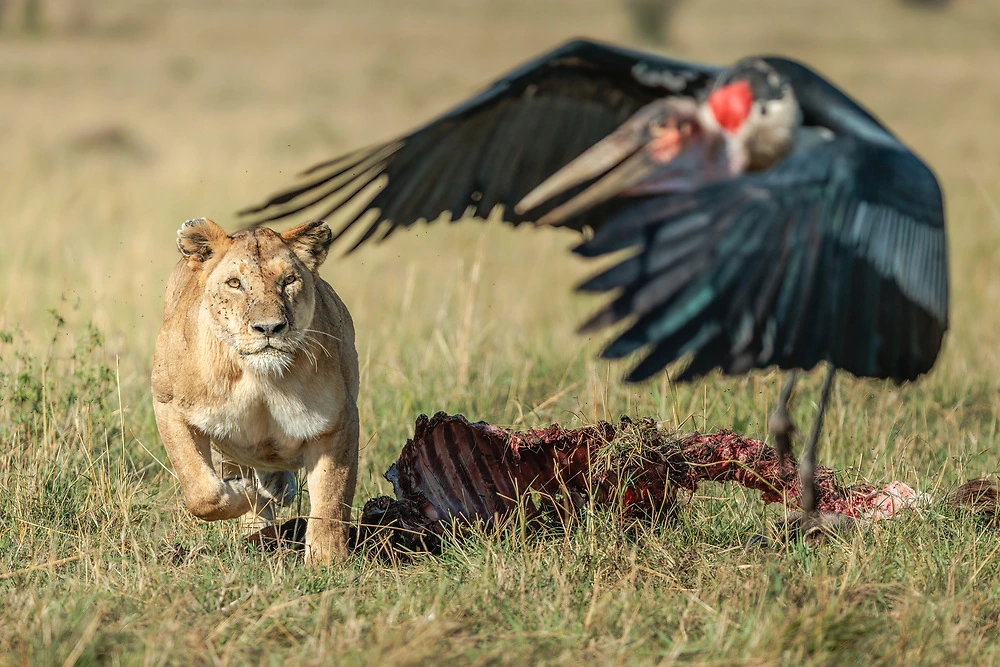Lion and Marabou Stork in the Masai Mara National Reserve 