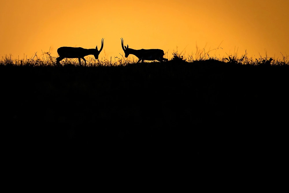 Masai Mara Silhouette Backdrop - Taken during our Masai Mara Tours