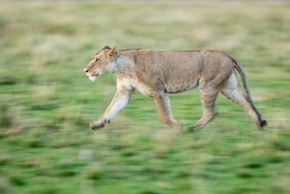 Spotting Lions on Our Masai Mara Safari - Cats are definitely part of the Masai Mara Highlights