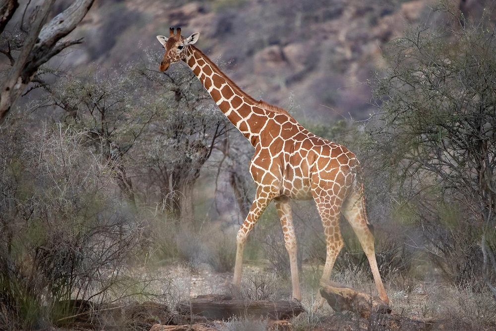 Reticulated Giraffe in Kenya