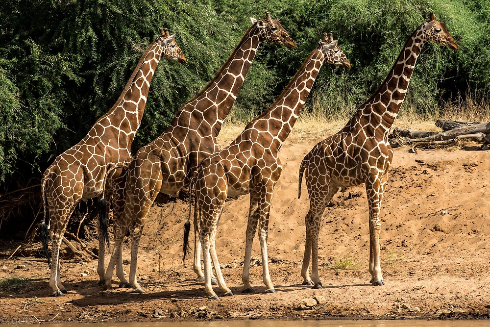 Reticulated Giraffe in Samburu National Reserve