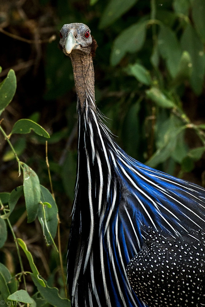 Vulturine Guinea Fowl in Northern Kenya in Samburu opposite buffalo springs