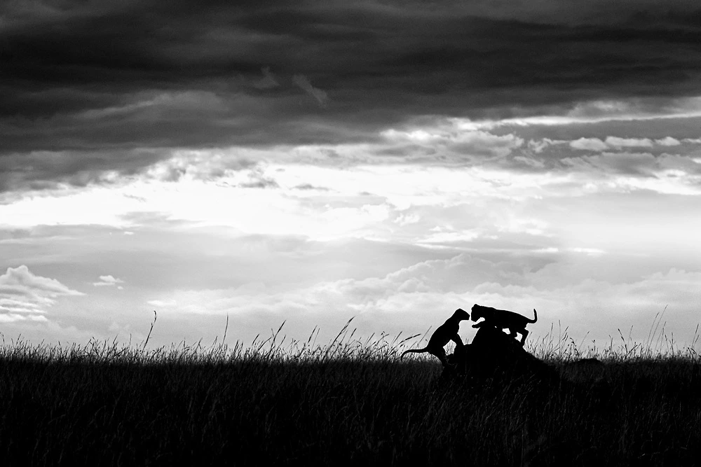 Two Lion Cubs Playing in Kenya in the Masai Mara - On our Masai Mara Safari