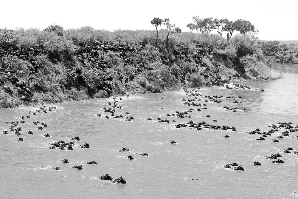 william steel wildebeest migration crossing the mara river in the masai mara Wildebeest Migration Crossing the Mara River in the Masai Mara