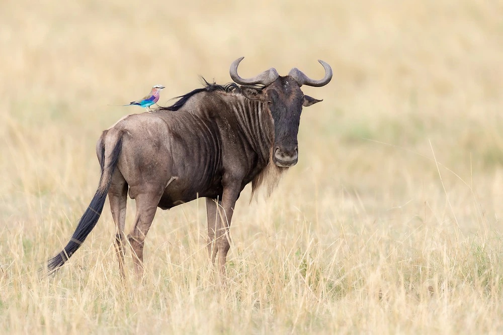 william steel wildebeest and lilac breasted roller on our masai mara tour Wildebeest and Lilac-Breasted Roller on Our Masai Mara Tour