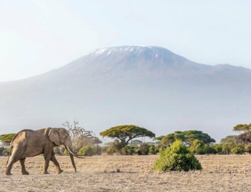 Amboseli National Park