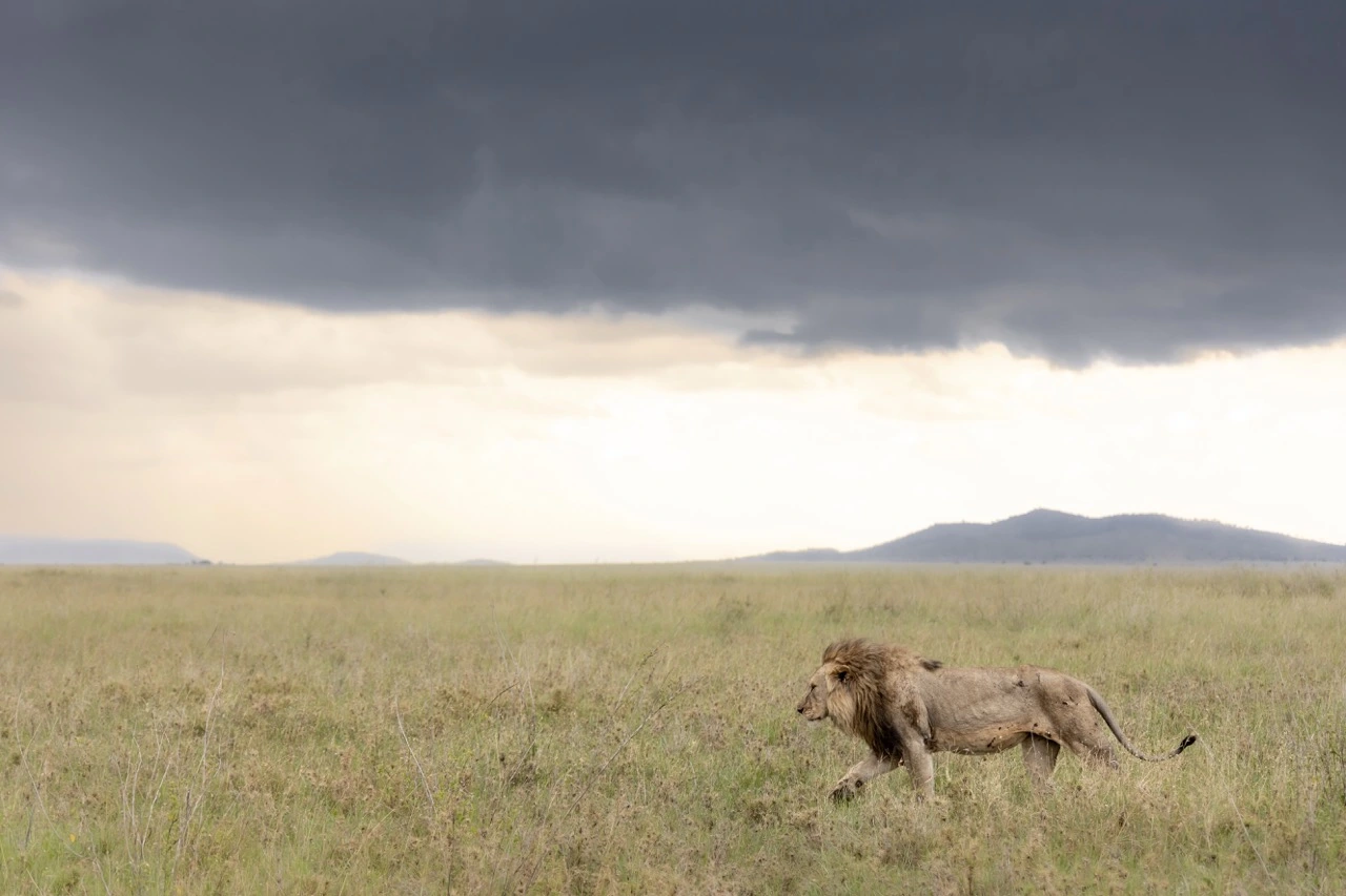 a black maned male lion janine krayer Crossing the national park