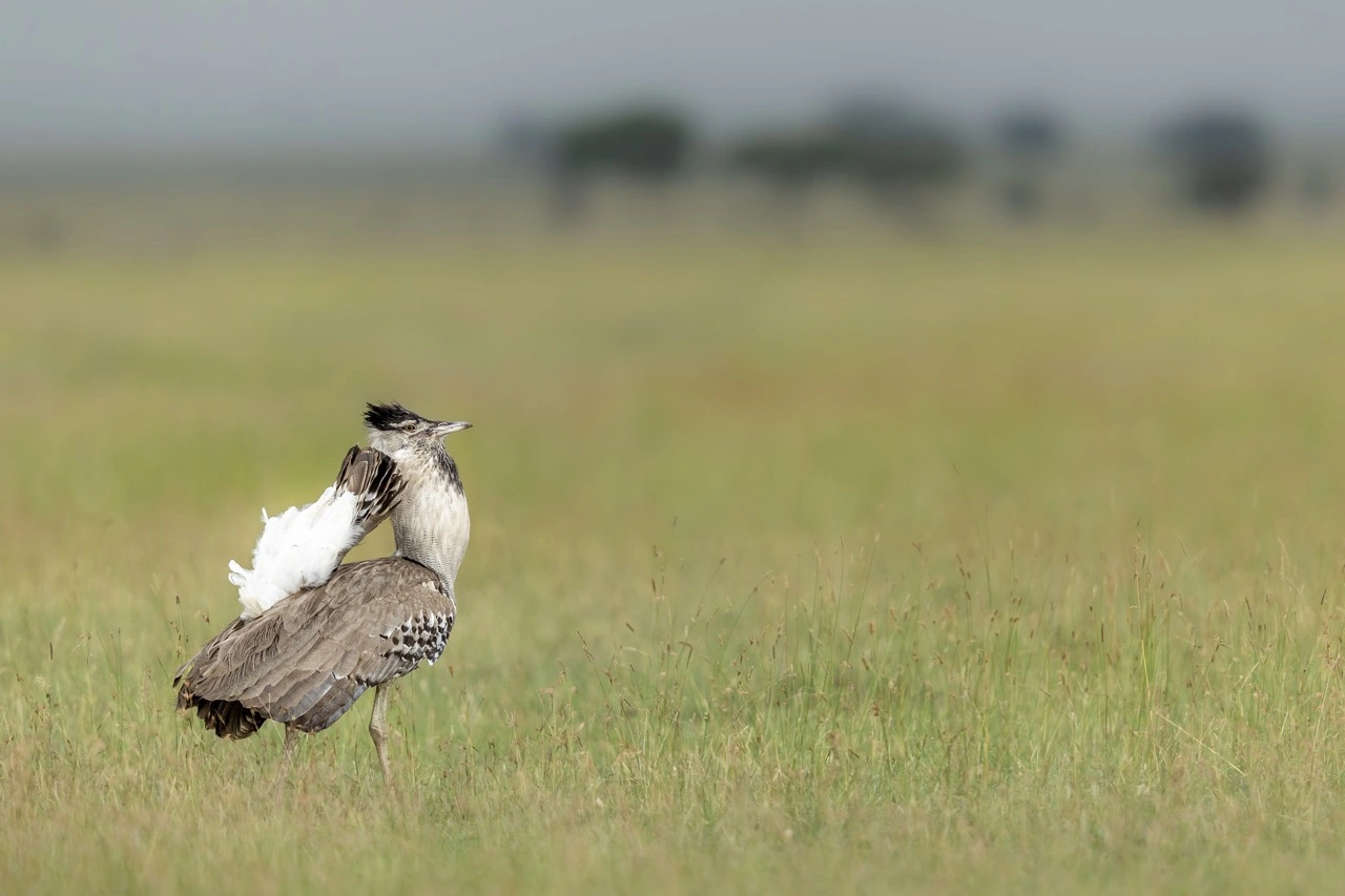 A kori bustard in Serengeti National Park Tanzania