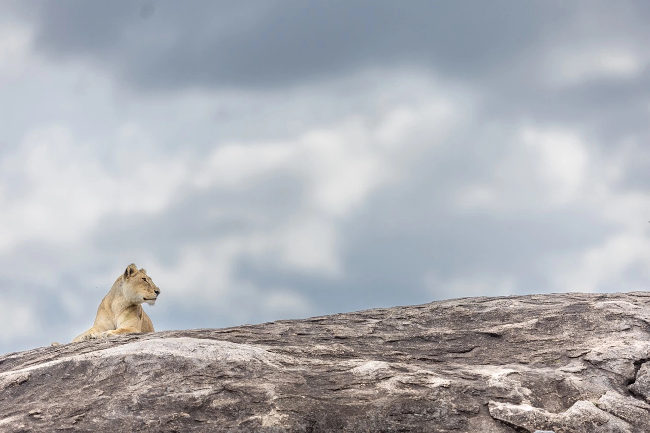 A lion in the Serengeti National Park