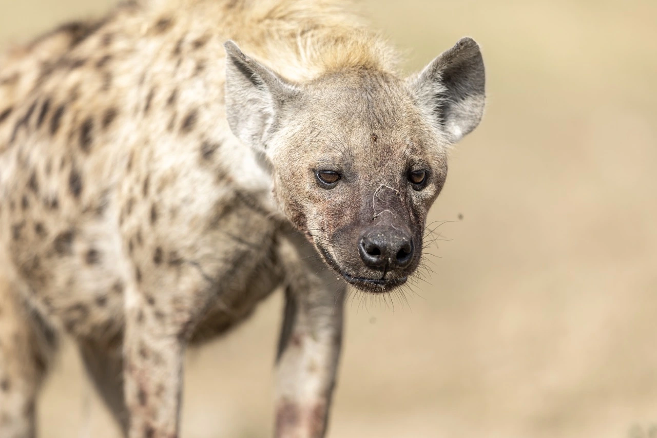 A spotted hyena in the serengeti 