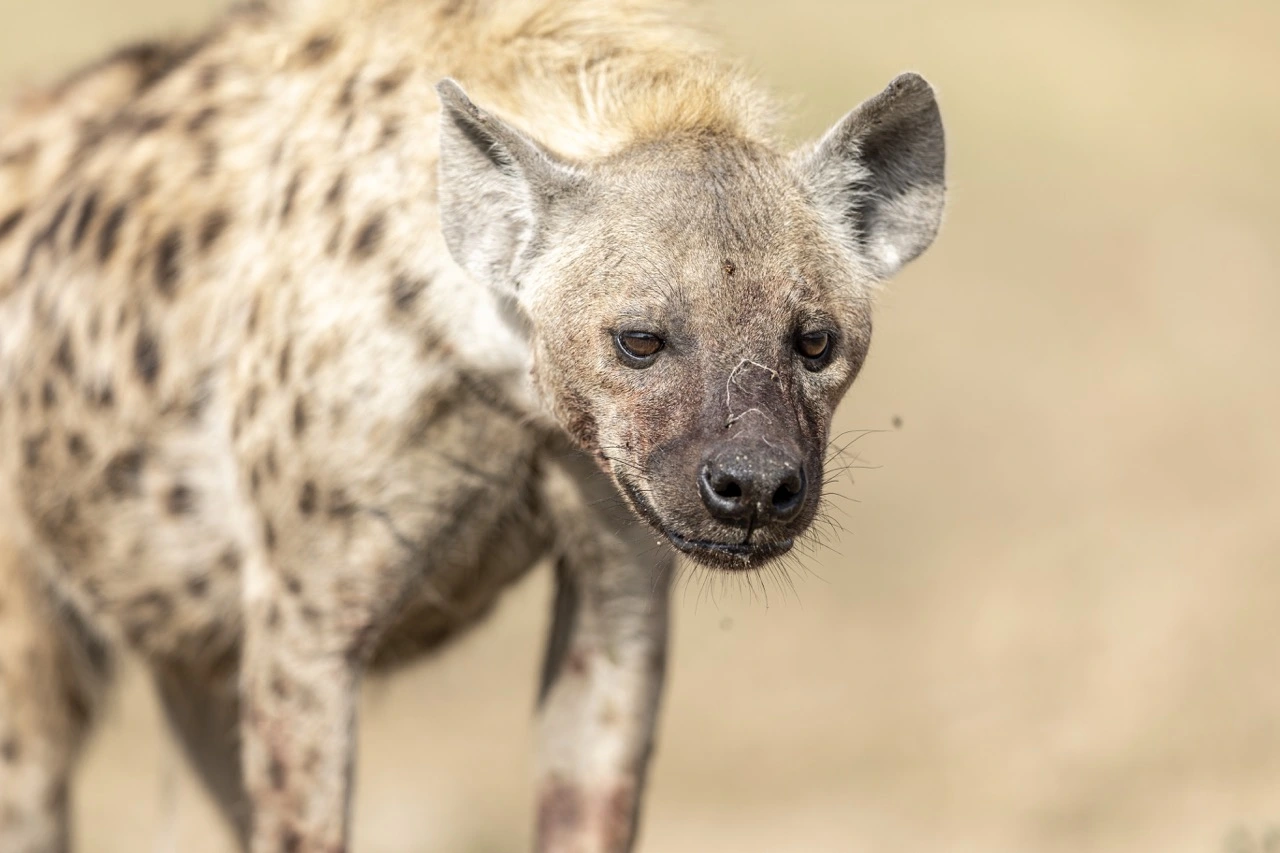 A spotted hyena in the Serengeti