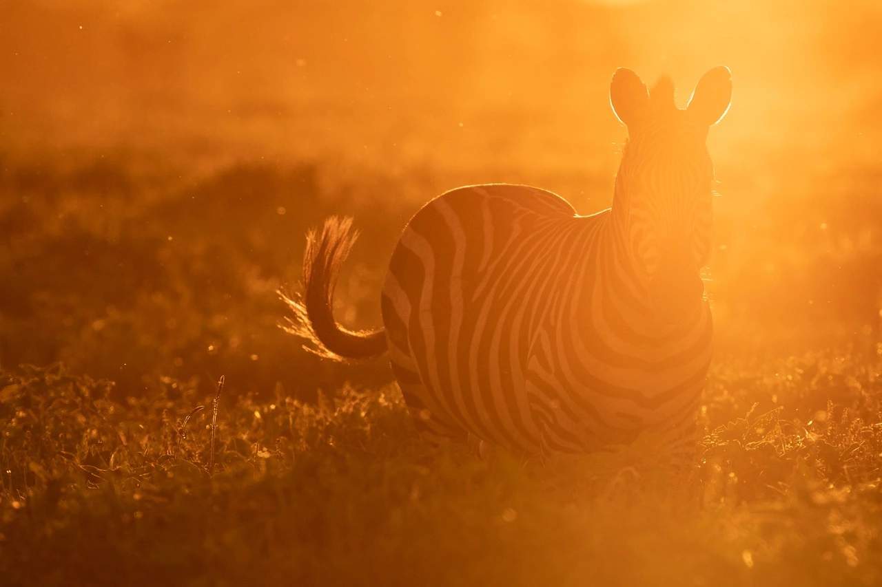 A zebra in Serengeti National Park - A haven for wildlife photography